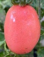 Pflanzen & Samen: Thai Pink Egg - Eiertomate - 10 Samen – Neu und originalverpackt aus Sumiswald von Cham14559 3