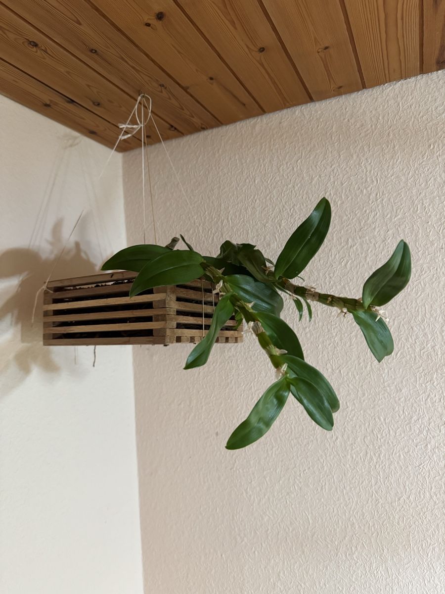 Piante & sementi: Dendrobium – Usato da Männedorf venduto da mrclst