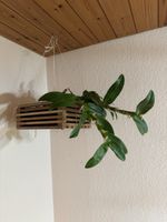 Dendrobium
