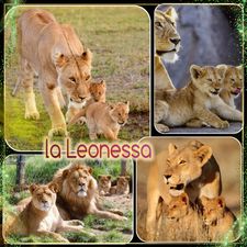 Profile image of Leonessa90