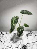 Alocasia Frydek Albo 