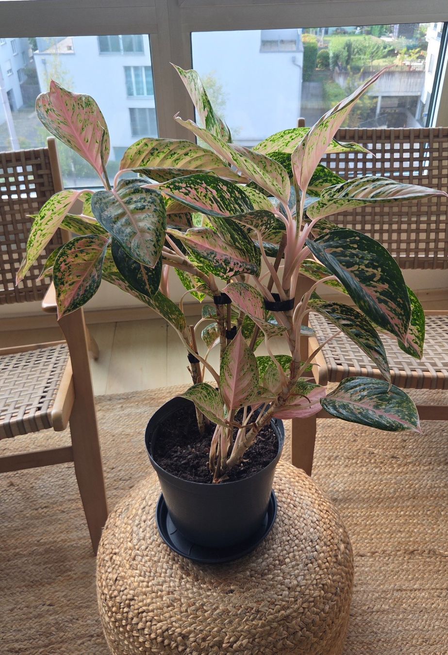 Pflanzen & Samen: Aglaonema (ca. 53cm) – Gebraucht aus Zürich von wile_coyote