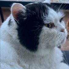 Profile image of T-Cat
