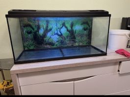 Aquarium mit Hintergrundmotiv und Beleuchtung