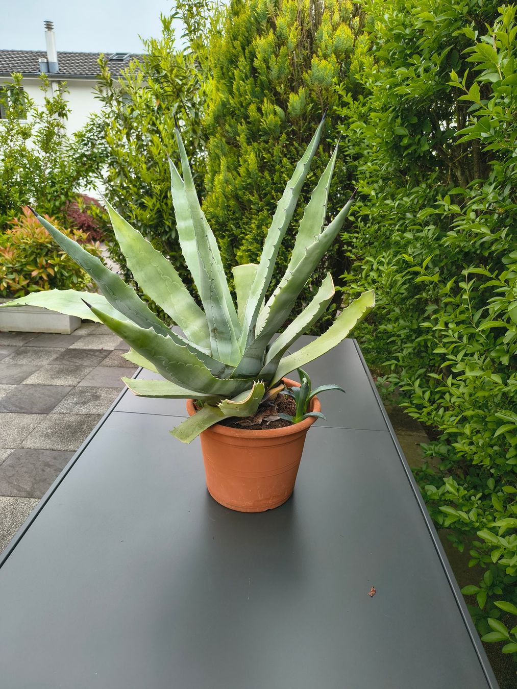 Piante & sementi: Agave – Usato da Emmenbrücke venduto da Schurs 2