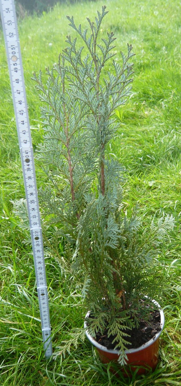 Piante & sementi: Pflanze Thuhe ca 50cm – Nuovo (secondo la descrizione) da Ruggell venduto da Dolce9 1