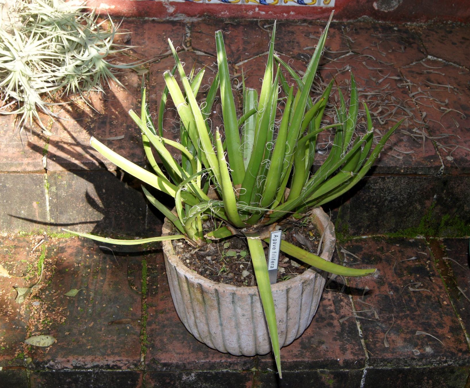 Piante & sementi: Agave filifera in robustem Tontopf – Usato da Geroldswil venduto da botanicals