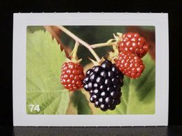MIGROS MANIA Nature Detectives Nr. 74