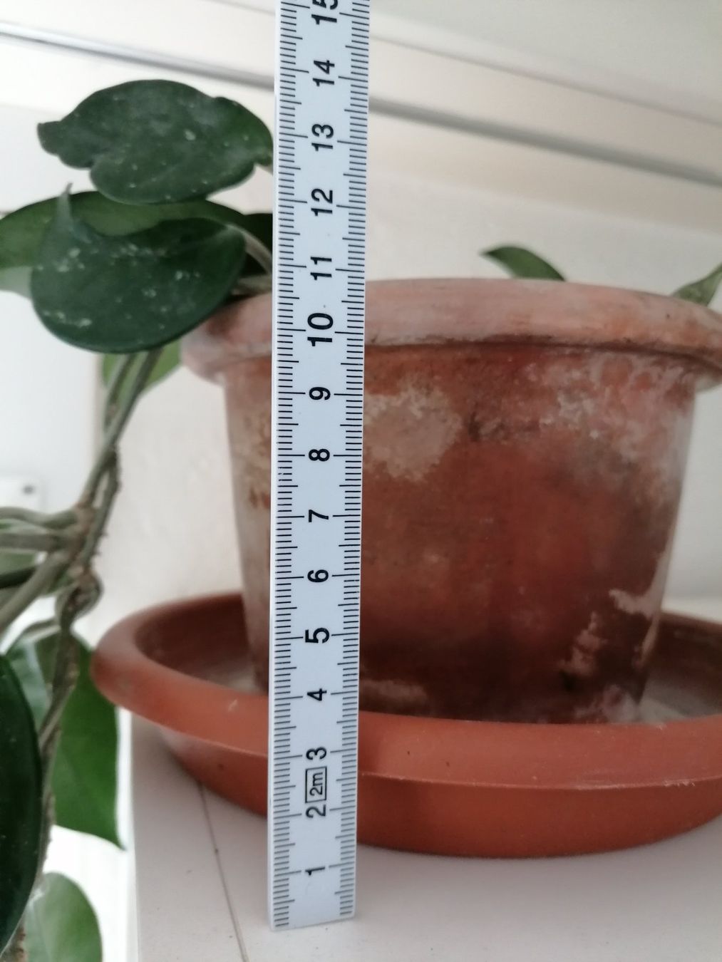 Plantes & graines: Plante Hoya Carnosa +58 cm – Neuf (Voir description) à Le Mont-Pèlerin par dundun1 5