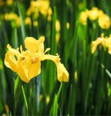 Piante & sementi: Seltener Irisblock "Eis und gelb" Rare bloc bulbe Iris – Nuovo e nell'imballaggio originale da Rovio venduto da POSITIFFARTandPLANTS 6