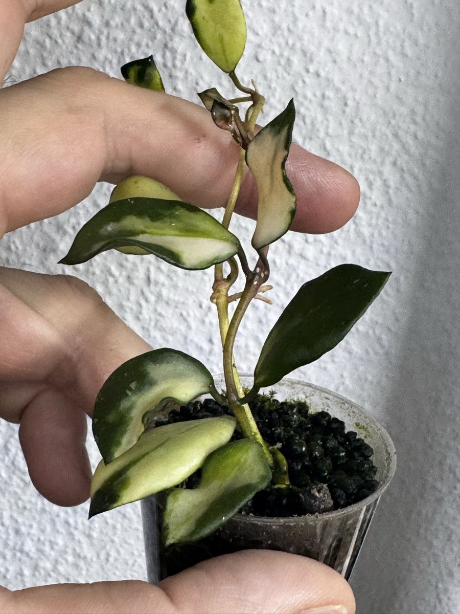 Piante & sementi: Hoya lacunosa 'Minara' – Usato da Zürich venduto da thishoyaofmine