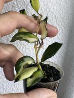 Hoya lacunosa 'Minara'