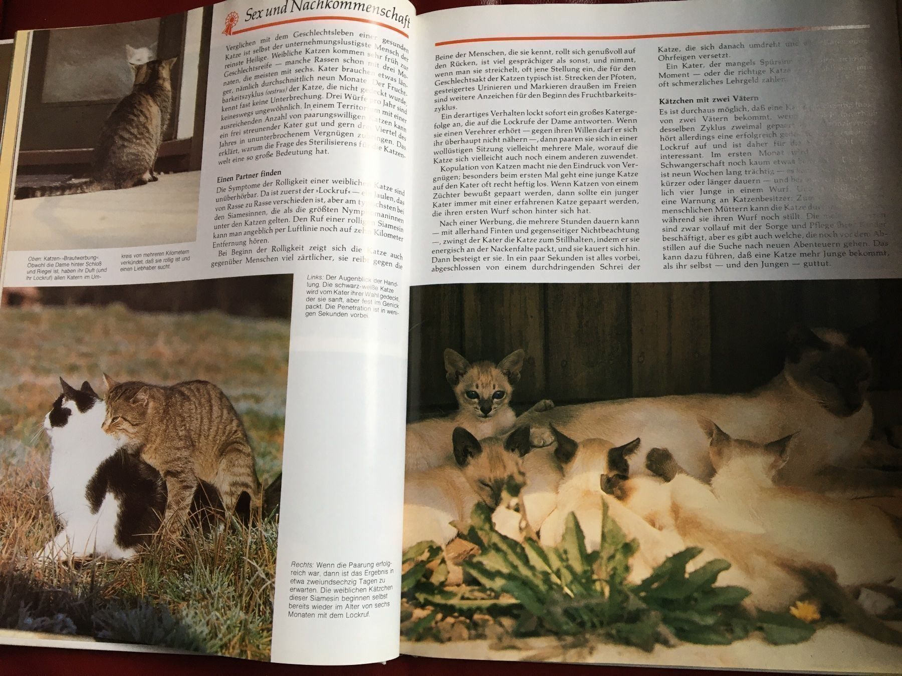 Bücher: Das grosse Katzenbuch – Gebraucht aus Arth von Vrecam51 2