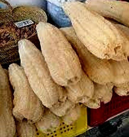 Plantes & graines: 5 samen von LUFFA CYLINDRICA oder Gurke - Waschlappen.🌱 5 g – Neuf avec emballage d'origine à Rovio par POSITIFFARTandPLANTS 2