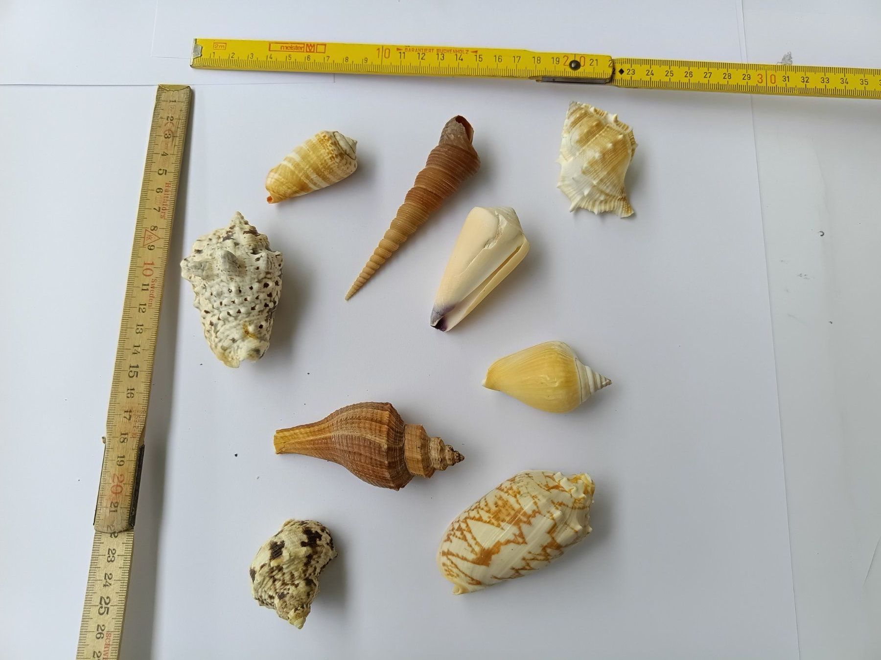 Tutte le decorazioni: Muscheln Konvolut aus Elba – Nuovo e nell'imballaggio originale da Wängi venduto da Ladys_First 1