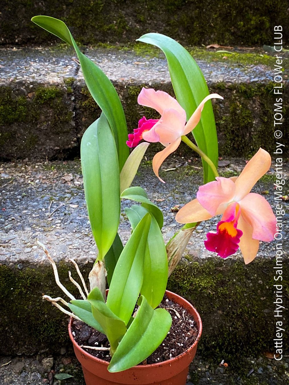 Piante & sementi: Cattleya Orchidee mit Lachsorange-Magenta Blüten – Nuovo e nell'imballaggio originale da Adliswil venduto da astom369 2