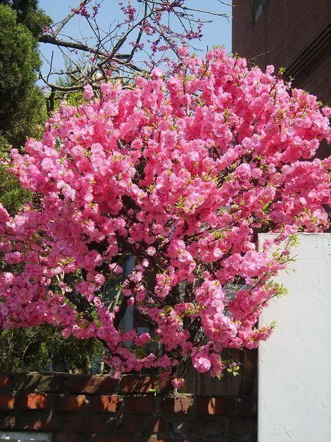 Piante & sementi: Amandier à fleurs  20cm – Nuovo (secondo la descrizione) da Bremblens venduto da FIBONACCI369