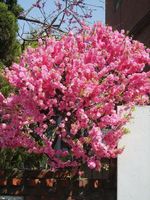 Amandier à fleurs  20cm