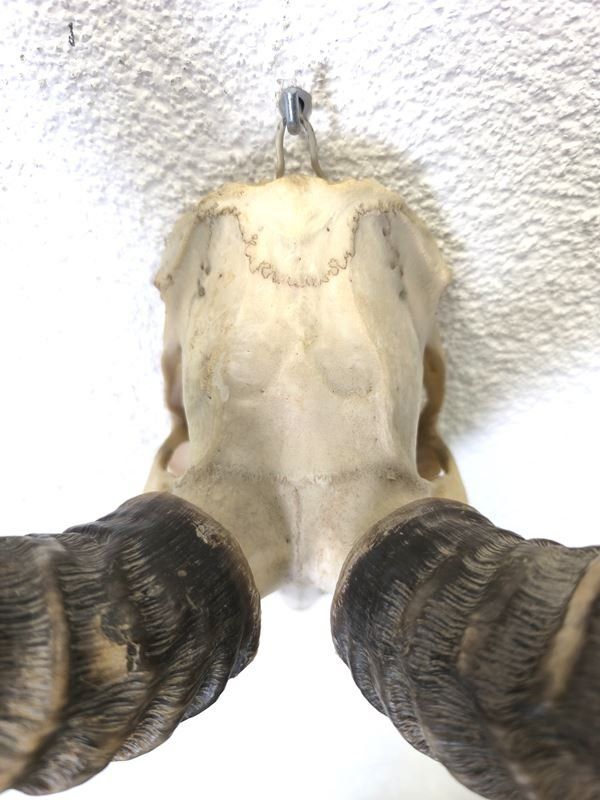 Sonstiges zum Sammeln & Seltenes: afrikanische Impala Antilopen Schädeltrophäe – Gebraucht aus Rüti ZH von Restwert_Rueti_ZH 2