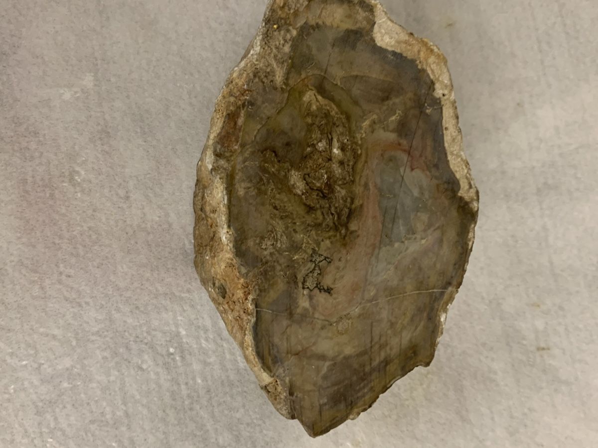 Fossilien: Versteinertes Holz 1.8 kg polierter Stein – Neu (gemäss Beschreibung) aus Erlenbach ZH von Ritschly 1