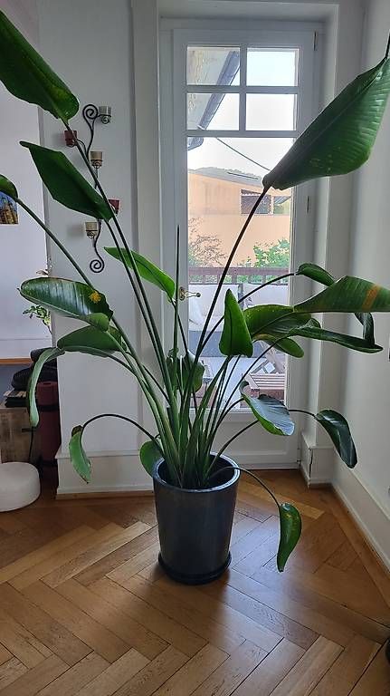 Piante & sementi: Grand Strelitzia ~2 m + cache-pot céramique – Usato da La Conversion venduto da phil71x