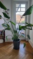 Grand Strelitzia ~2 m + cache-pot céramique