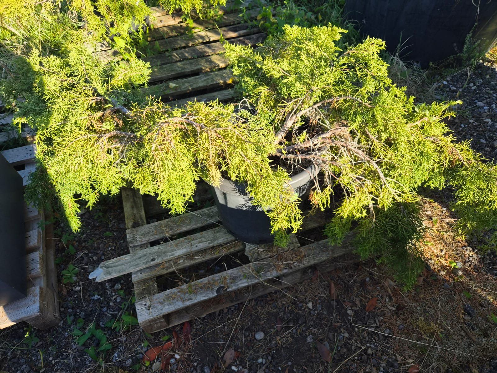 Piante & sementi: Juniperus Media Pfitzeriana Aurea – Usato da Forch venduto da WeberC