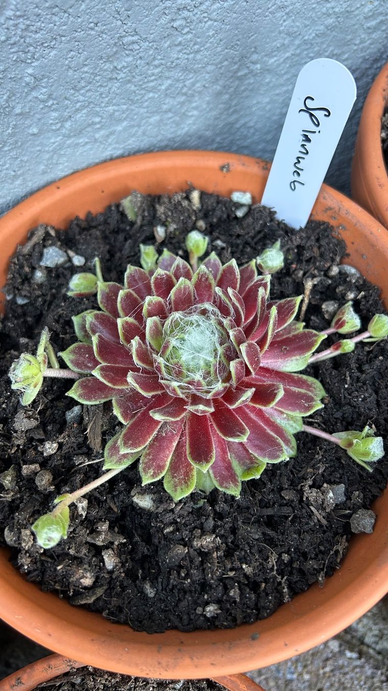 Pflanzen & Samen: Spinnweb Hauswurz / Sempervivum ca. 5 cm – Neu (gemäss Beschreibung) aus Escholzmatt von Mpowerone
