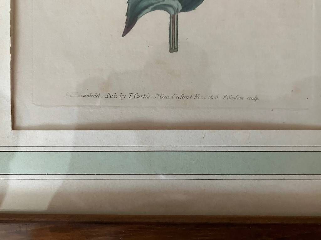 Incisioni: Gravure botanique ancienne - début du XIX siècle – Usato da Yverdon-les-Bains venduto da rapver 2