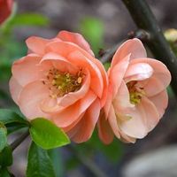 COGNASSIER DU JAPON (fleurs oranges) 2x