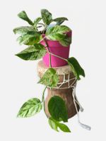 Schöne Epipremnum marble variegata