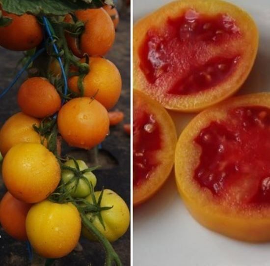Piante & sementi: Tomate Zlatava  RARE   5g – Nuovo (secondo la descrizione) da Bremblens venduto da FIBONACCI369