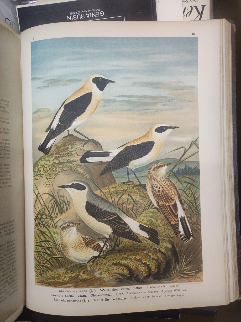Bücher: ZOOLOGIE - ORNITHOLOGIE - NAUMANN – Gebraucht aus Goldach von Gaip