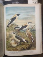ZOOLOGIE - ORNITHOLOGIE - NAUMANN