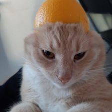 Profile image of miy_hl82