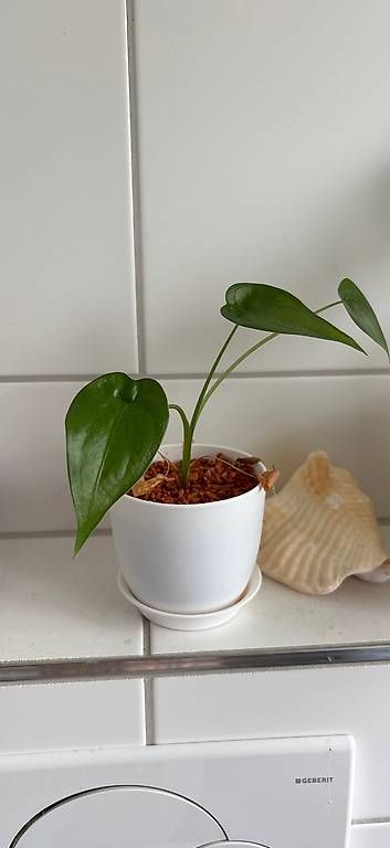 Plantes & graines: Pflanze – D'occasion à Zürich par pam_rj6d