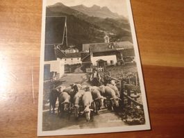 Schafherde in Engelberg, 1927, o Engelberg