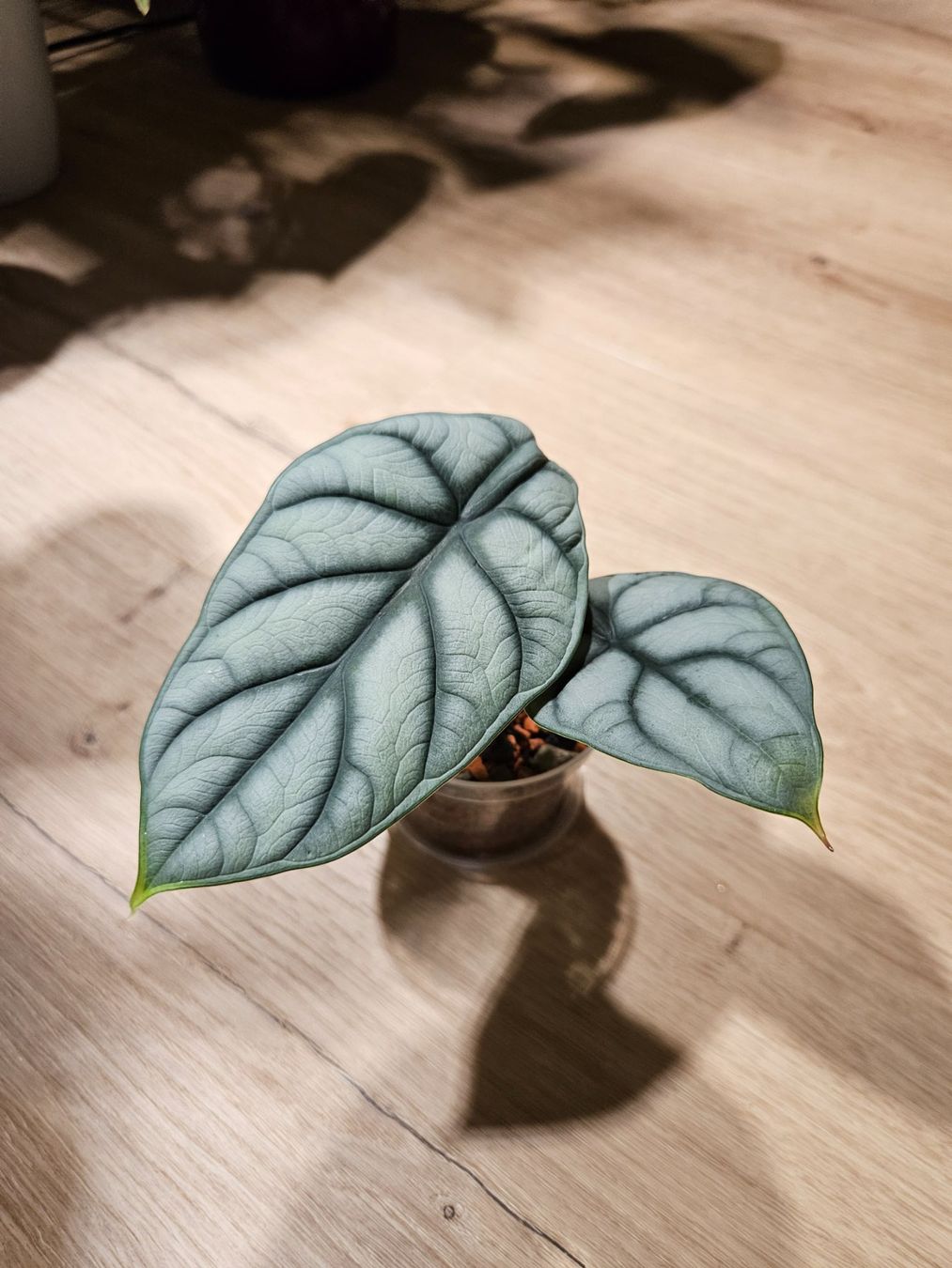 Piante & sementi: Alocasia Silver Dragon (small) – Usato da Buttikon SZ venduto da Jagoda87 2