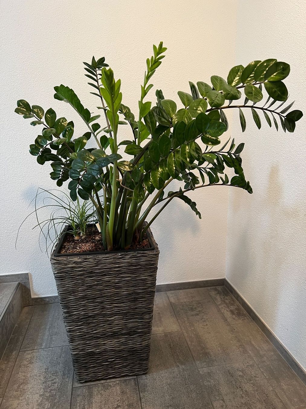 Pflanzen & Samen: Zamioculcas Zamiifolia Glücksfeder – Gebraucht aus Balzers von Alannah 3
