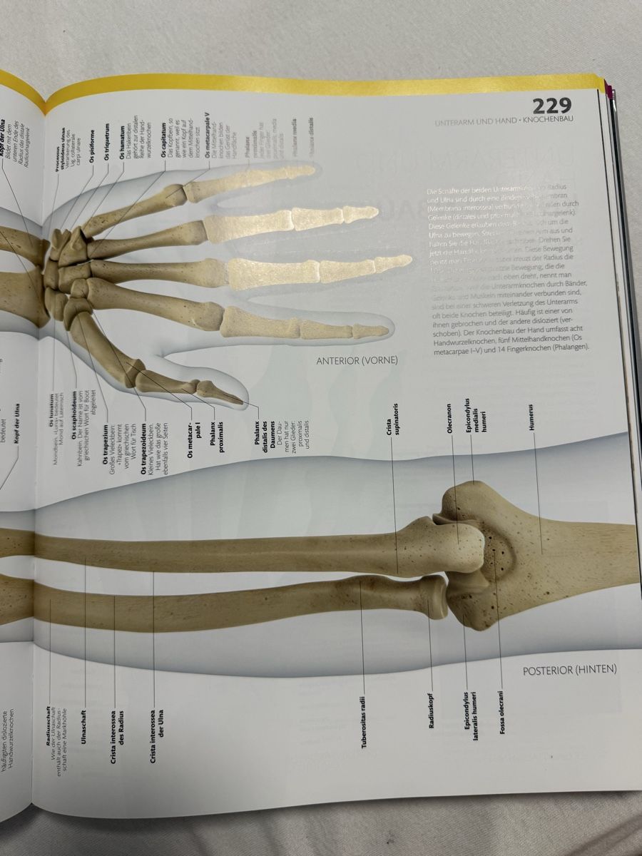 Bücher: Anatomie und Physiologie DK Buch – Gebraucht aus Grosswangen von cungibungi 3