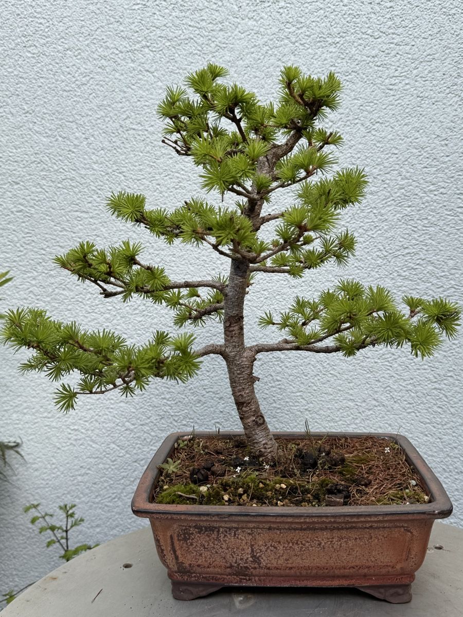 Piante & sementi: Bonsai/Lärche – Usato da Münchwilen TG venduto da baluzi3