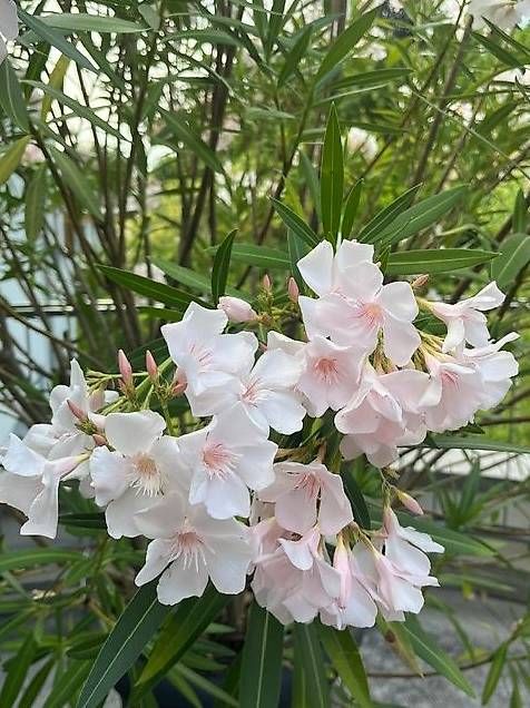 Piante & sementi: wunderschöner Oleander mit hellrosa Blüten 2.20 m gross – Usato da Thalwil venduto da Manuelazh 2