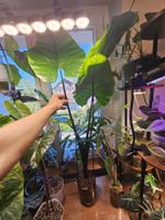 Alocasia Black Stem Rhizom