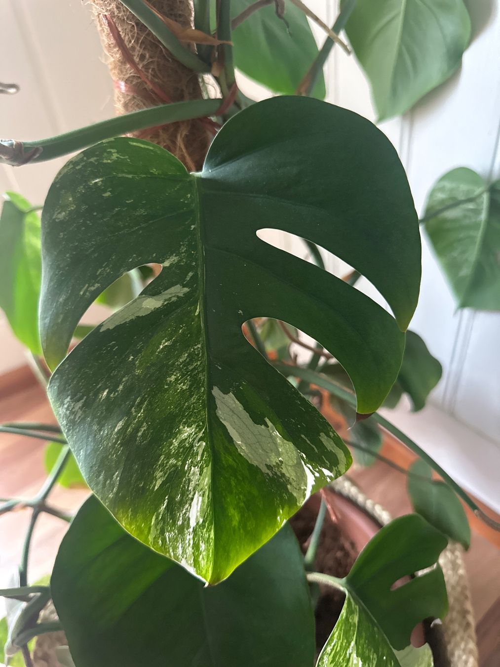 Piante & sementi: Monstera Variegata – Usato da St. Gallen venduto da nad_t5kn 1