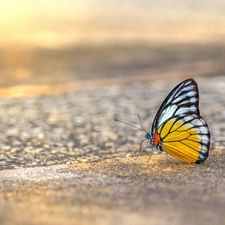 Profile image of butterfly02