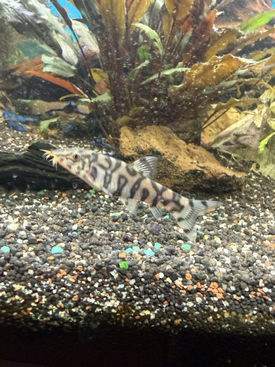 Giocattoli: Zierfisch gebraucht – Usato da Männedorf venduto da car_qpt9