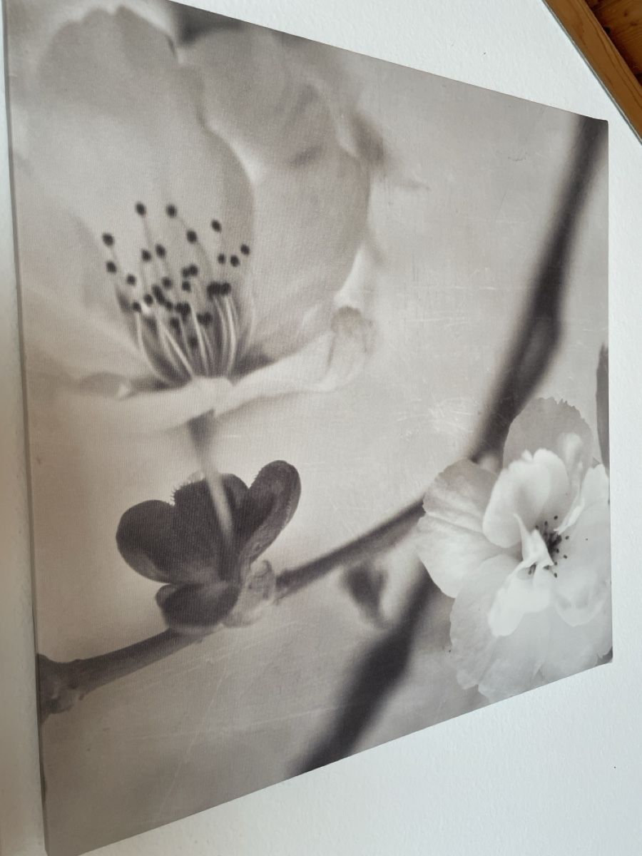 Foto & Immagini: Triptychon Apfelblüte – Usato da Freidorf TG venduto da ibipatria 3