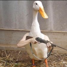Profile image of Duckstep
