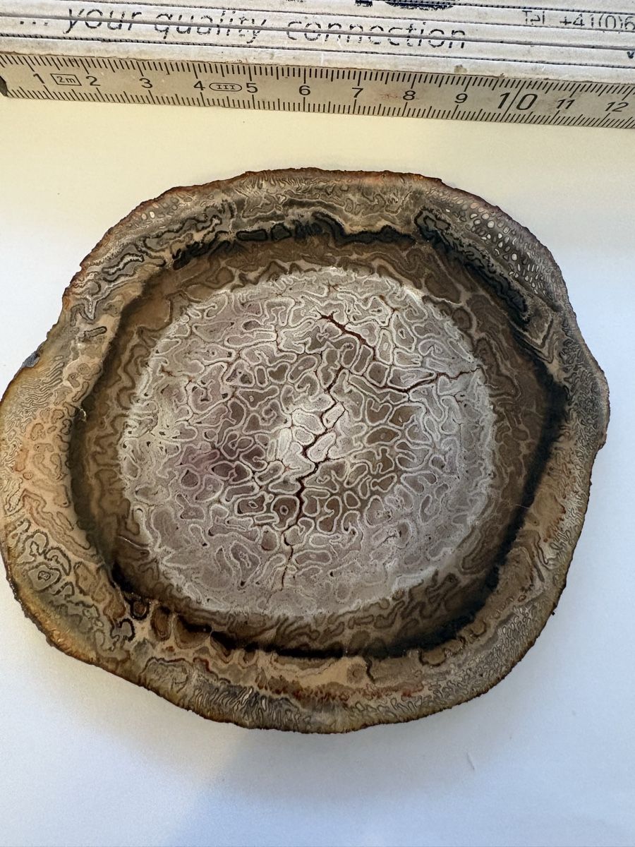 Fossilien: Fossiles Holz titea singularis  – Gebraucht aus Murten von Tzaugg