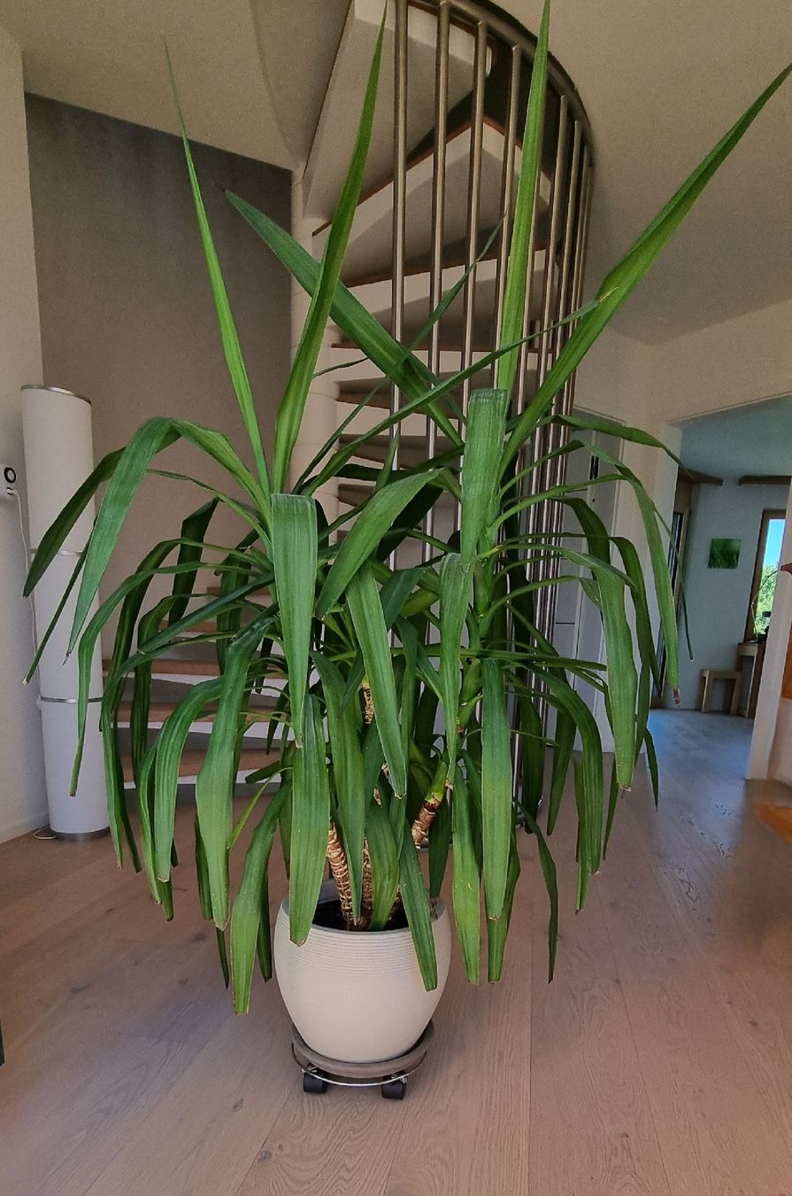 Pflanzen & Samen: Yucca Palme – Gebraucht aus Bottighofen von buzz02